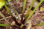 Blackseed plaintain